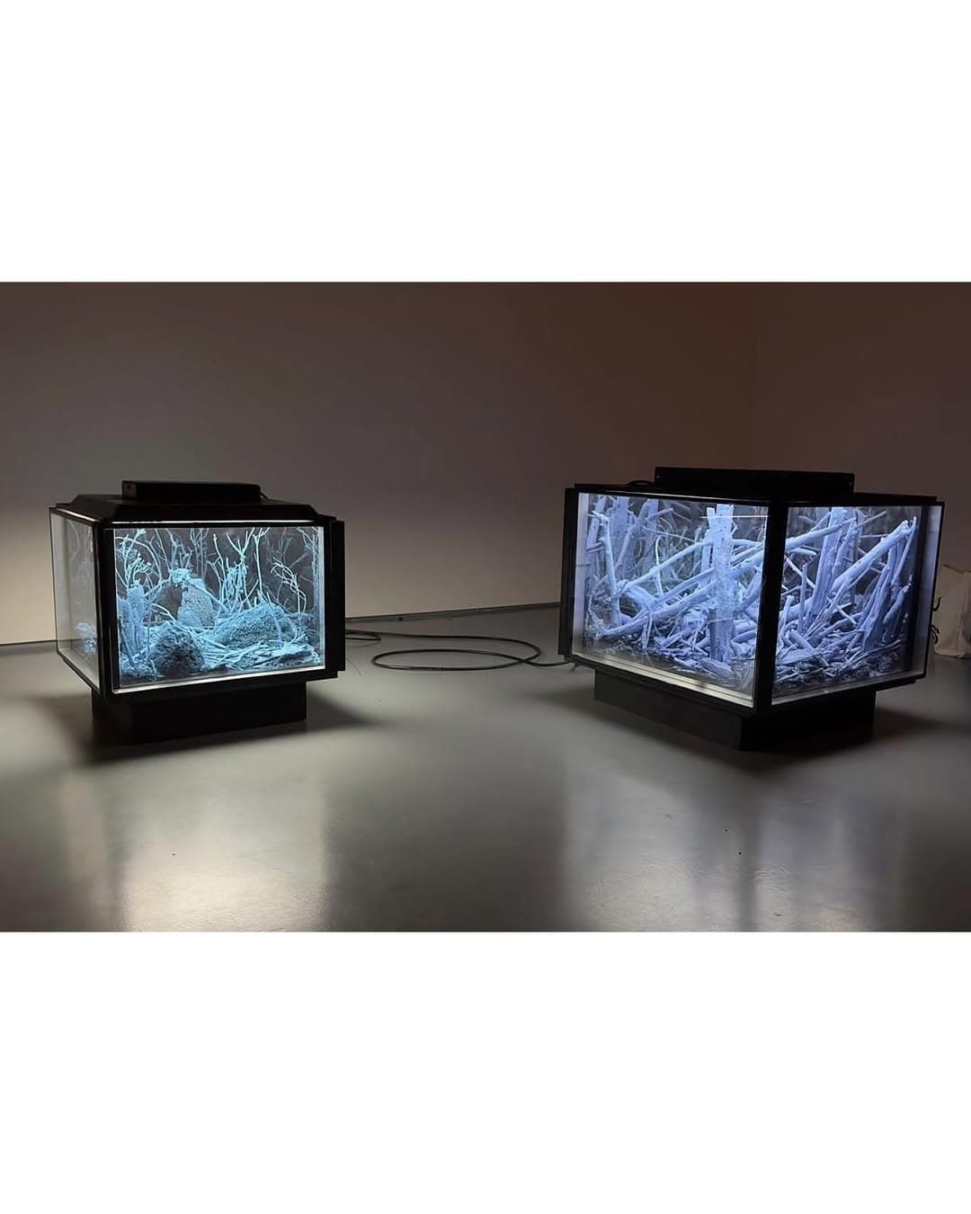 A CERTAIN INSTANCE OF VERRITION installation view 4