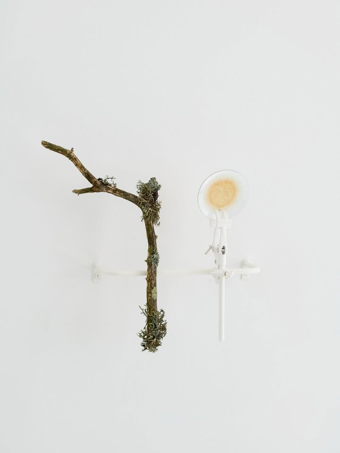 MOONLIT BOTANICAL COLOUR THEORIES installation view 4