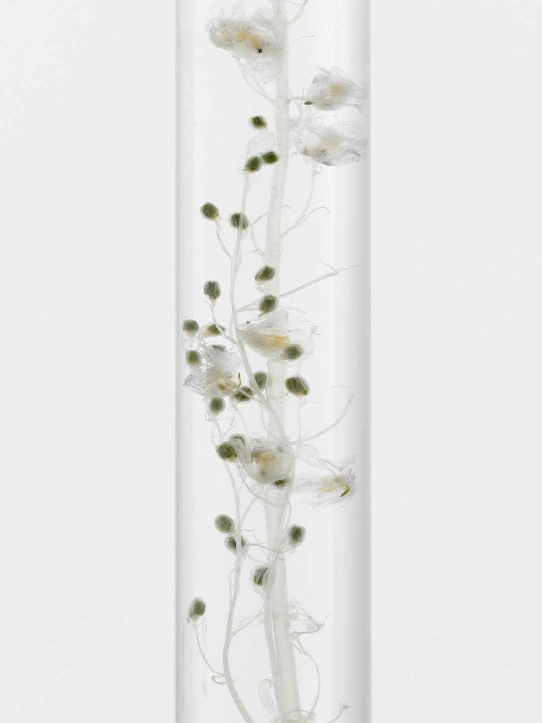 MOONLIT BOTANICAL COLOUR THEORIES installation view 9