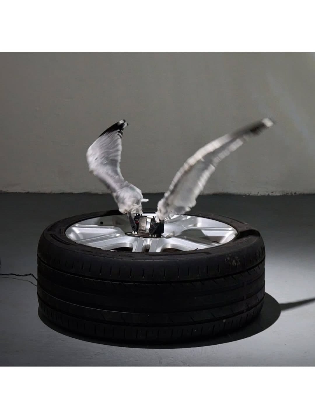 WITH FEATHERS AND FLESH installation view 8